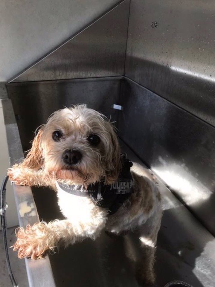 A dark haired dog being lifted into the stainless steel bath in the dog spa