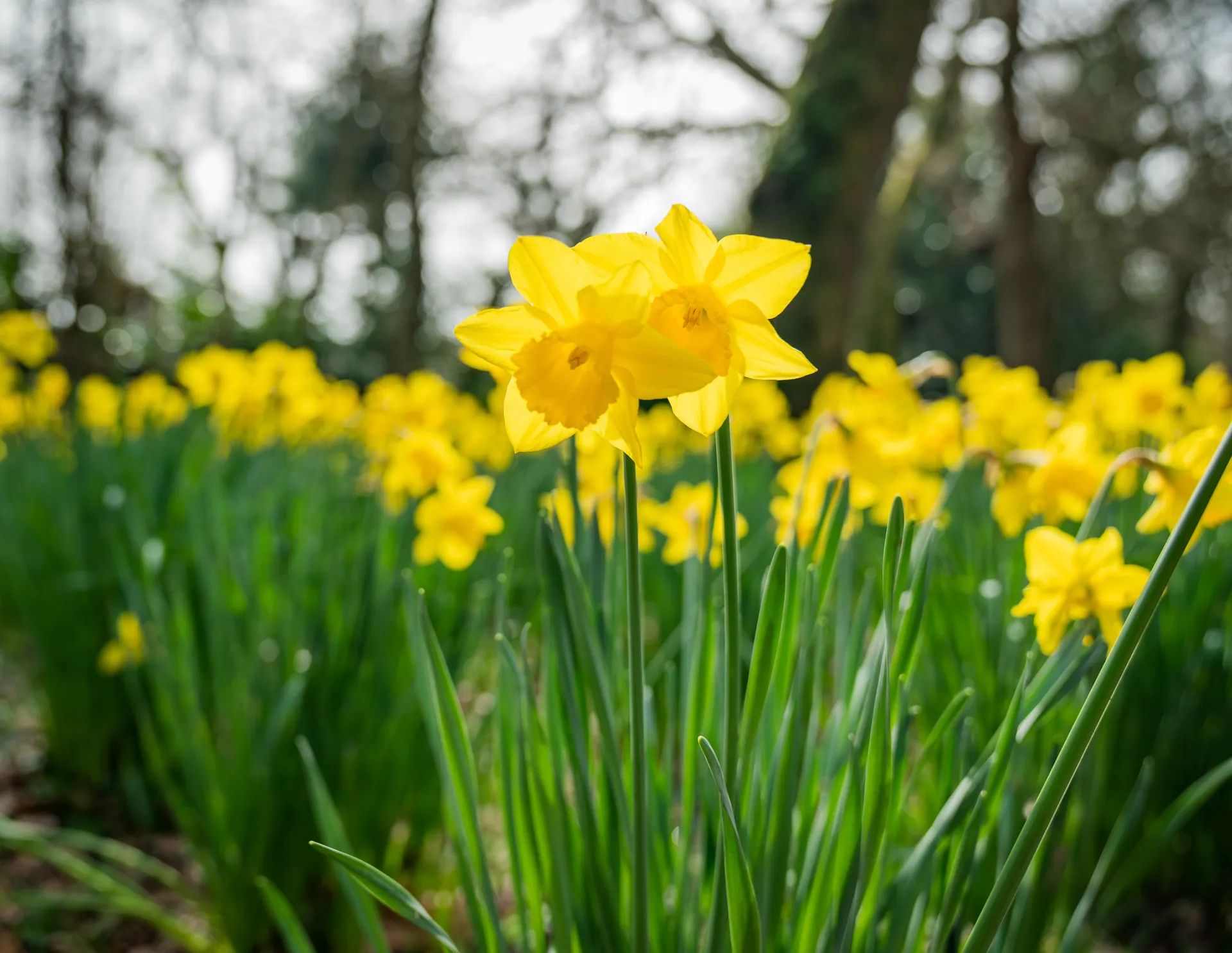 A single daffodil in sharp focus with a bank of others behind it against the hedgerow