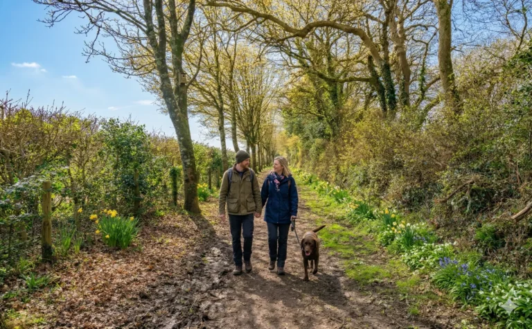 A couple walking a dog along a hedged track in spring, with primroses on the bank beside them