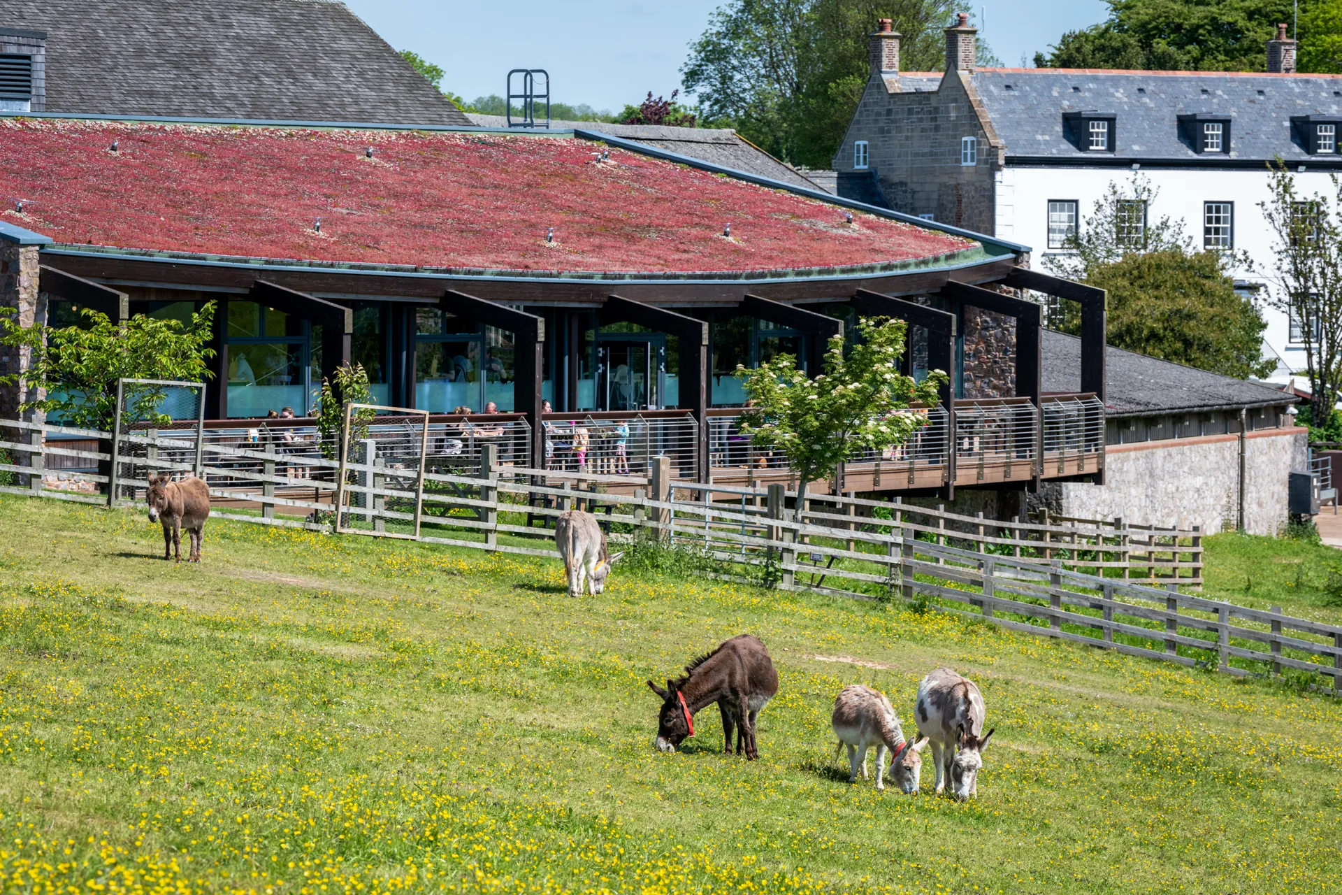 Donkeys grazing in a paddock in front of the long open fronted barns, with the buildings beyond