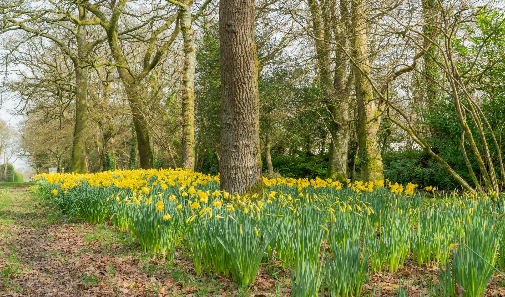 Daffodils flowering in a bank beneath the trees, with the mown grass beyond